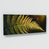 Fern Plant Golden Fern Elegance 4