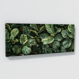 Fiddle Leaf Fig Lush Green Haven 4