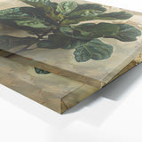 Fiddle Leaf Fig Verdant Grace 1