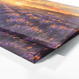 Lavender Golden Dream 21