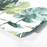 Monstera Green Symphony 11