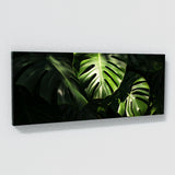 Monstera Noir 14