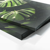 Monstera Noir 14