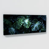 Monstera Noir Night 17