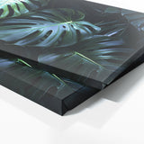 Monstera Noir Night 17