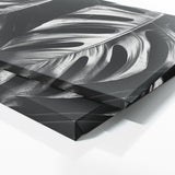 Monstera Shadows 15