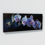 Orchids Midnight 2