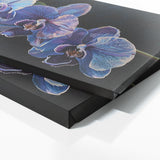 Orchids Midnight 2