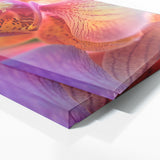 Orchids Petal Symphony 22