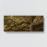 Oak Tree Ancient Oak Majesty 56