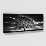 Maple Tree Maple 77