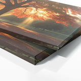 Maple Tree Sunrise Serenity 81