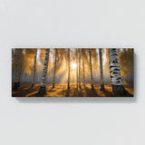 Birch Tree Birch Light Symphony 78