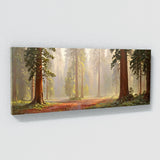 Redwood Tree Misty Redwood Dawn 6
