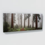 Redwood Tree Mystic Redwood Veil 71