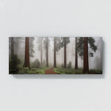 Redwood Tree Mystic Redwood Veil 71