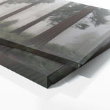 Redwood Tree Mystic Redwood Veil 71