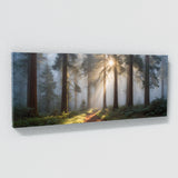 Redwood Tree Mystic Sunbeams 79