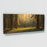 Redwood Tree Redwood 14