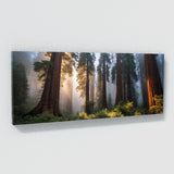 Redwood Tree Redwood 64