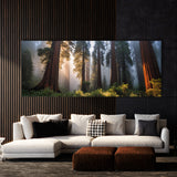 Redwood Tree Redwood 64