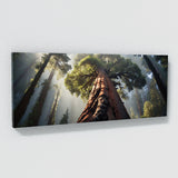 Redwood Tree Redwood Majesty 62