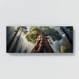 Redwood Tree Redwood Majesty 62