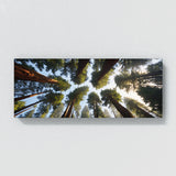 Redwood Tree Redwood Skyward 74