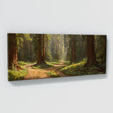 Redwood Tree Sunlit Redwood Path 19