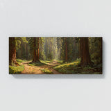 Redwood Tree Sunlit Redwood Path 19