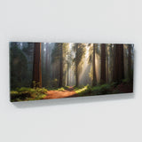 Redwood Tree Tranquil 77