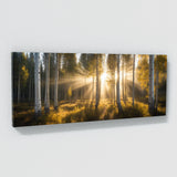 Aspen Tree Aspen Sunrise Beams 71