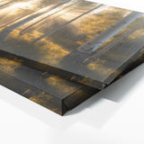 Aspen Tree Aspen Sunrise Beams 71