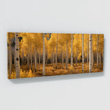 Aspen Tree Golden Aspen Dream 64