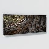 Olive Tree Bark Vignette 66