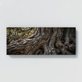 Olive Tree Bark Vignette 66