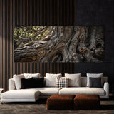 Olive Tree Bark Vignette 66
