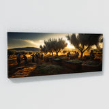 Olive Tree Olive Harvest Glow 71