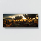 Olive Tree Olive Harvest Glow 71