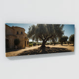 Olive Tree Olive Shadows 76
