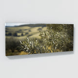 Olive Tree Windblown Grace 74