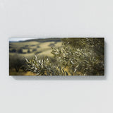 Olive Tree Windblown Grace 74
