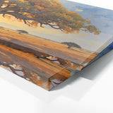 Baobab Tree Baobab 56