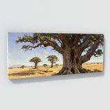 Baobab Tree Baobab Grandeur 10