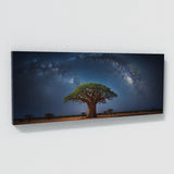 Baobab Tree Celestial Baobab 66