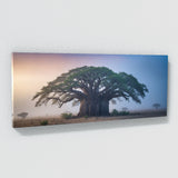 Baobab Tree Misty Baobab Dawn 68