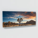 Joshua Tree Desert Majesty 81
