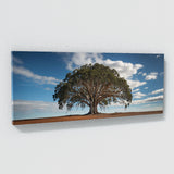 Eucalyptus Tree Ascension 69