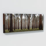 Eucalyptus Tree Guardians 74