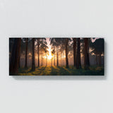 Eucalyptus Tree Twilight Glow 78